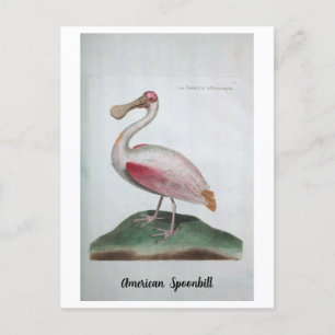 Ornithologie - Amerikanische Spoonbill Postkarte