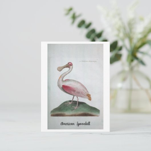 Ornithologie - Amerikanische Spoonbill Postkarte (Stehend Vorderseite)