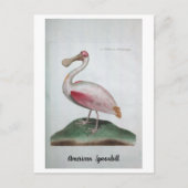 Ornithologie - Amerikanische Spoonbill Postkarte (Vorderseite)