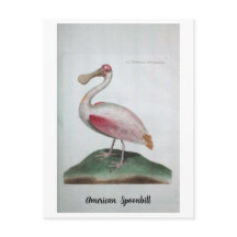 Ornithologie - Amerikanische Spoonbill