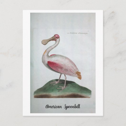 Ornithologie - Amerikanische Spoonbill Postkarte (Vorderseite)