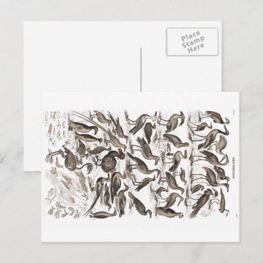 Ornithologie Postkarte (Vorne/Hinten)