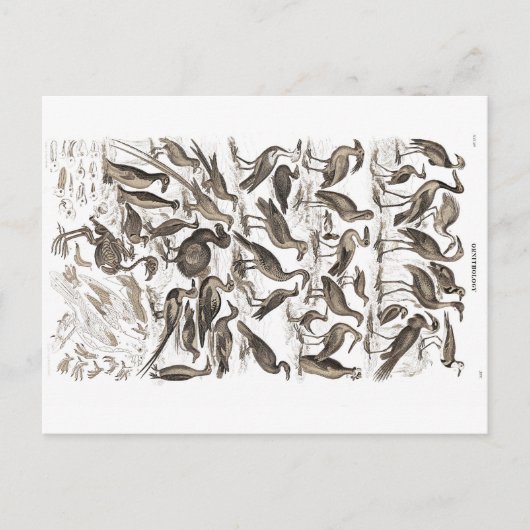 Ornithologie Postkarte (Vorderseite)