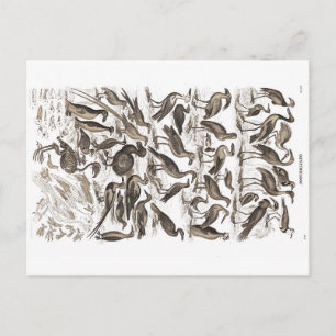 Ornithologie-Postkarte Postkarte