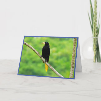 Oropendola Faltkarte Dankeskarte