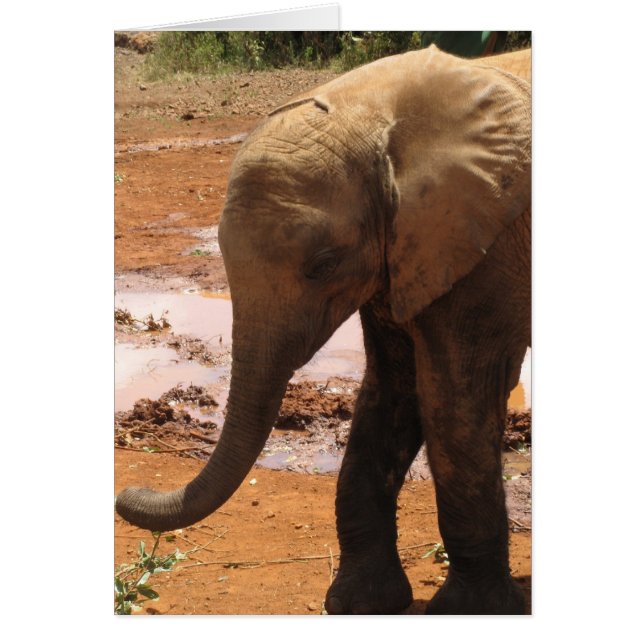 Orphan Baby Elephant (Vorne)