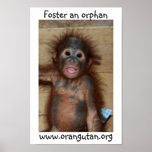 Orphan Baby Orangutan Poster
