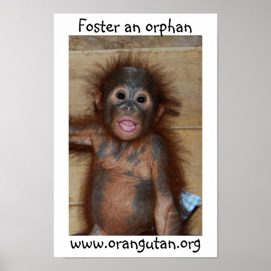 Orphan Baby Orangutan Poster (Vorne)