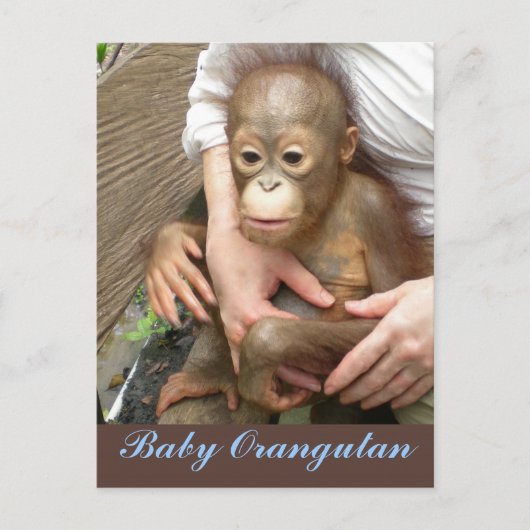 Orphan Baby Orangutan Postkarte (Vorderseite)