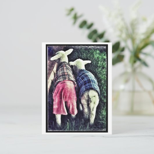 Orphan Lamb Postkarte (Stehend Vorderseite)