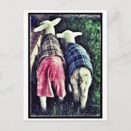 Orphan Lamb Postkarte