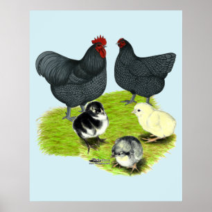 Orpington Blaue Hühnerfamilie Poster