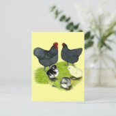 Orpington Blue Chicken Family Postkarte (Stehend Vorderseite)