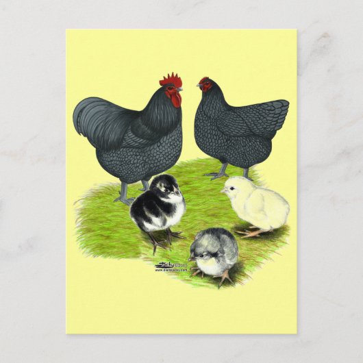 Orpington Blue Chicken Family Postkarte (Vorderseite)