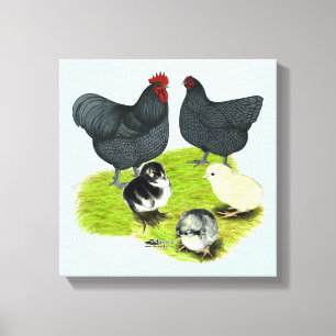 Orpington Blue Chicken Leinwanddruck