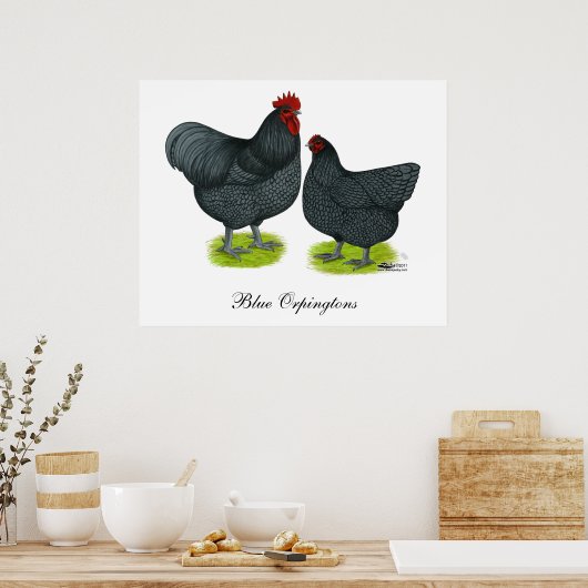 Orpington: Blue Pair Poster (Küche)