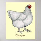 Orpington White Hen Poster (Vorne)
