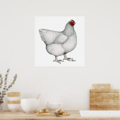 Orpington White Hen Poster (Küche)