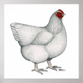 Orpington White Hen Poster (Vorne)
