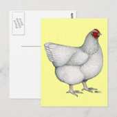Orpington White Hen Postkarte (Vorne/Hinten)
