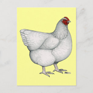 Orpington White Hen Postkarte