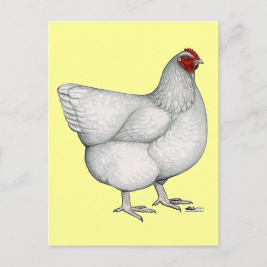 Orpington White Hen Postkarte (Vorderseite)