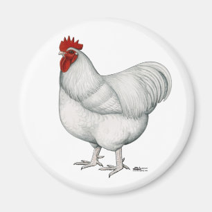 Orpington White Rooster Magnet