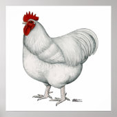 Orpington White Rooster Poster (Vorne)