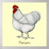 Orpington White Rooster Poster (Vorne)