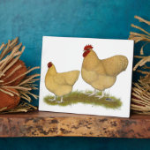 Orpingtons Lemon Cuckoo Fotoplatte (Seite)