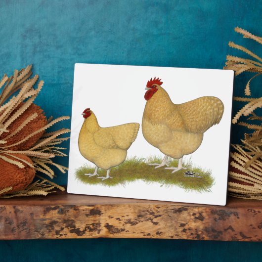 Orpingtons Lemon Cuckoo Fotoplatte (Seite)