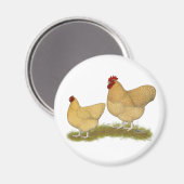 Orpingtons Lemon Cuckoo Magnet (Vorderseite/Rückseite)