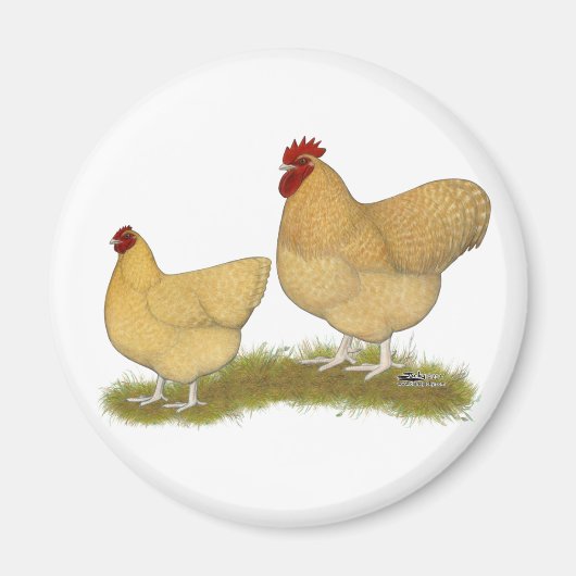Orpingtons Lemon Cuckoo Magnet (Vorne)