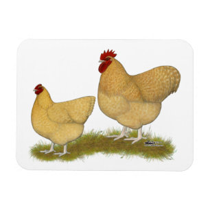 Orpingtons Lemon Cuckoo Magnet