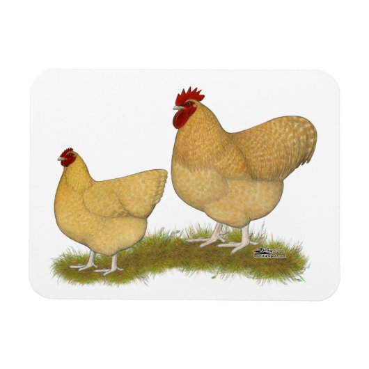 Orpingtons Lemon Cuckoo Magnet (Horizontal)