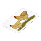 Orpingtons Lemon Cuckoo Magnet (Linke Seite)