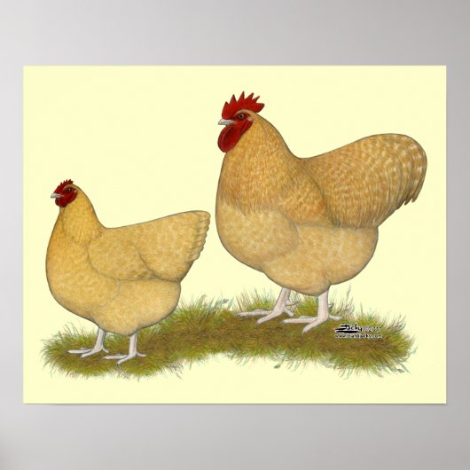 Orpingtons Lemon Cuckoo Poster (Vorne)