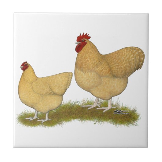 Orpingtons Zitronen-Kuckuck Fliese (Vorderseite)