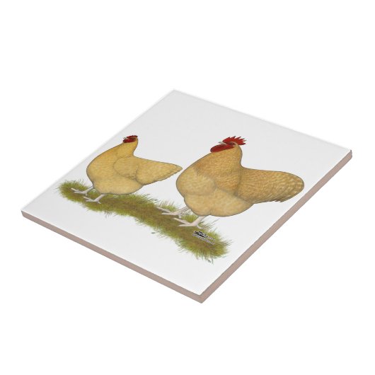 Orpingtons Zitronen-Kuckuck Fliese (Seite)