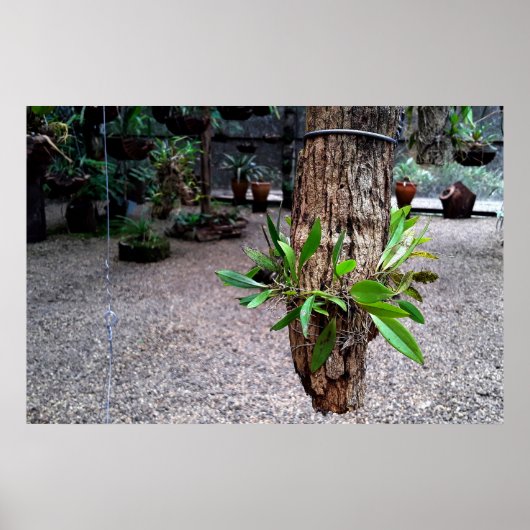 orquideas 01 poster (Vorne)