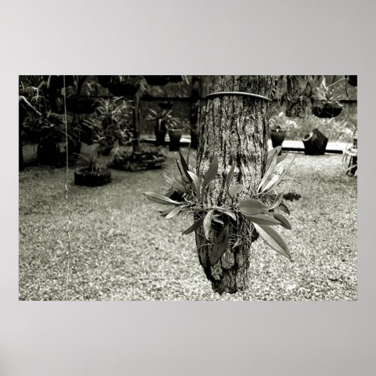 orquideas 04 poster (Vorne)