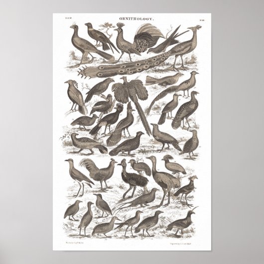 Orthinology species antique print poster (Vorne)