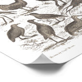 Orthinology species antique print poster (Ecke)