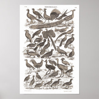 Orthinology species antique print poster