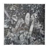 Orthoseras und Goniatite Fossilien Fliese (Vorderseite)