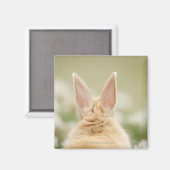 Oryctolagus cuniculus 2 magnet (Vorderseite/Rückseite)