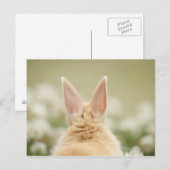 Oryctolagus cuniculus 2 postkarte (Vorne/Hinten)