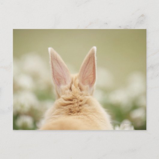 Oryctolagus cuniculus 2 postkarte (Vorderseite)