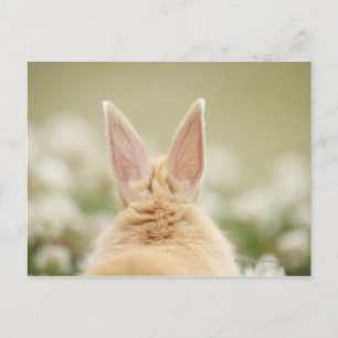 Oryctolagus cuniculus 2 postkarte