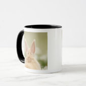 Oryctolagus Cuniculus 2 Tasse (Vorderseite Links)